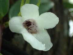 Codonanthopsis crassifolia