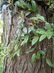 Codonanthopsis crassifolia