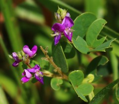 Pycnospora lutescens