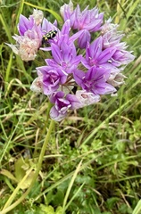 Allium unifolium, photograph author not stated, no rights reserved