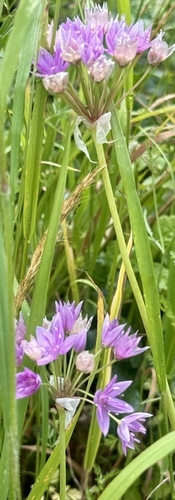 Allium unifolium, photograph 3