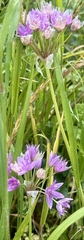 Allium unifolium, photograph author not stated, no rights reserved