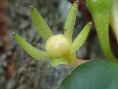 Codonanthopsis crassifolia