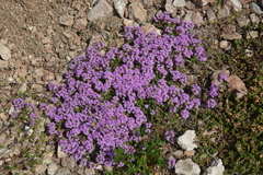 Thymus talijevii paucifolius