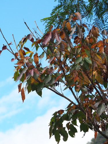 Fraxinus insularis, photograph 3