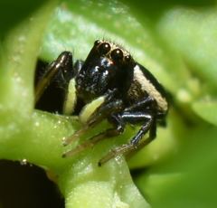 Heliophanus apiatus