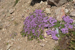 Thymus talijevii paucifolius