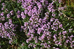 Thymus talijevii paucifolius