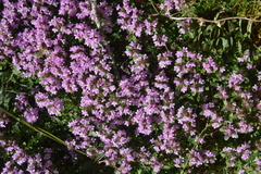 Thymus talijevii paucifolius