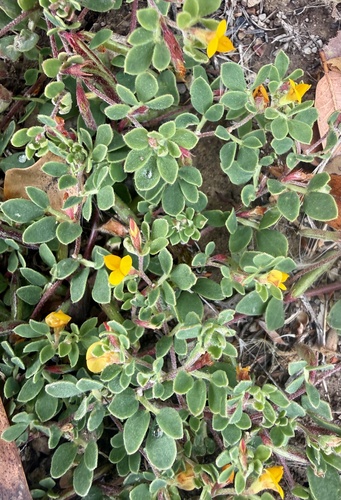 Acmispon wrangelianus observed 2026-05-28