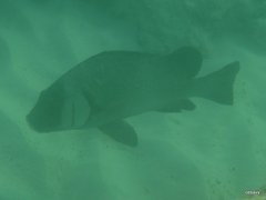 Plectorhinchus gibbosus