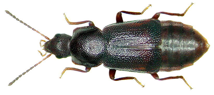 Staph beetle