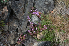 Thymus talijevii paucifolius