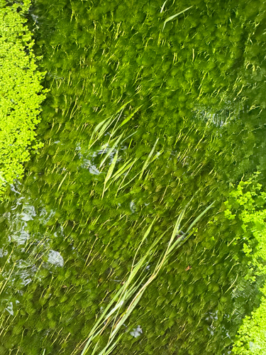 Vallisneria spiralis