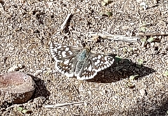 Heliopetes americanus bellatrix