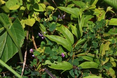 Pycnospora lutescens