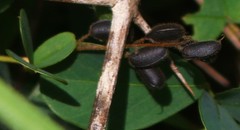 Pycnospora lutescens