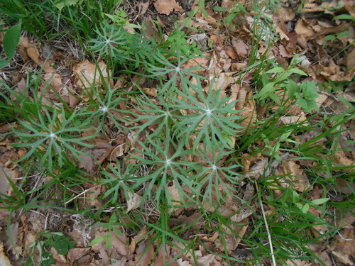 Syneilesis aconitifolia iNat (3)