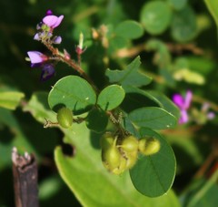 Pycnospora lutescens