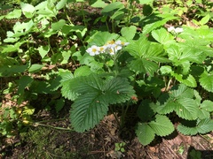 Fragaria moschata