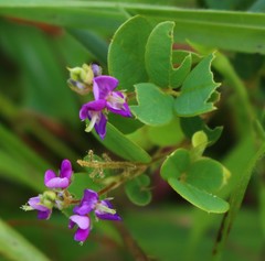 Pycnospora lutescens