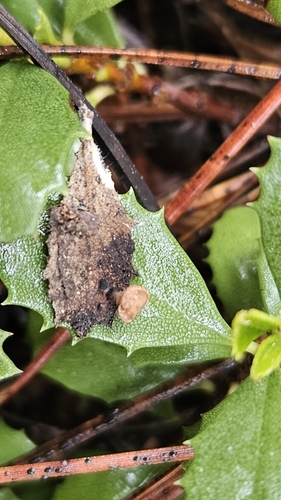 iNaturalist observation photo of Helotiales