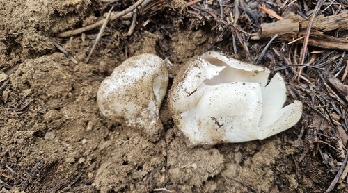 iNaturalist observation photo of Sarcosphaera