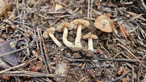 iNaturalist observation photo of Fiber Caps