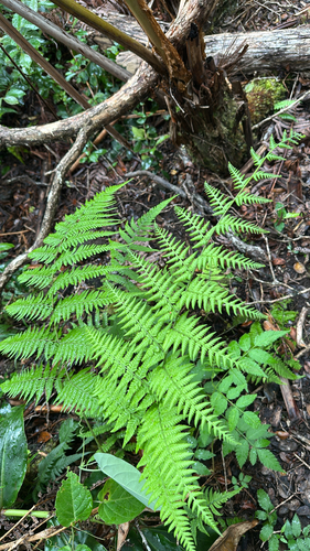 Macrothelypteris torresiana observed 2026-05-29