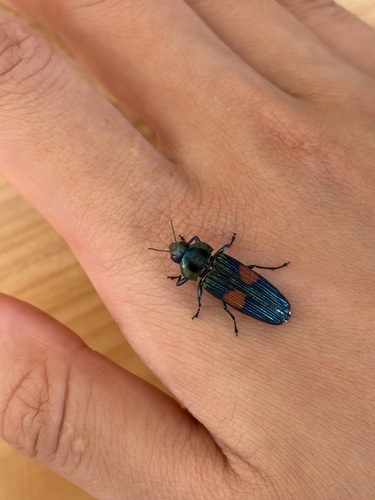 Strigoptera bimaculata