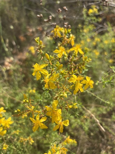 St John's Wort