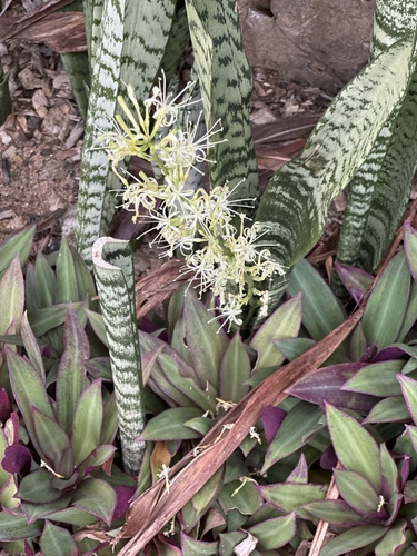 Dracaena trifasciata observed 2026-05-29