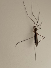 Tipula
