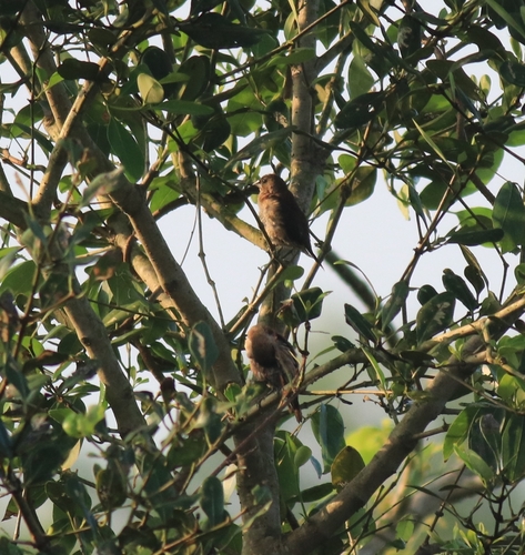 Black-throated Munia (Lonchura kelaarti), photo 4
