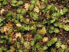 Leptinella dispersa