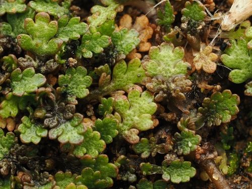 Leptinella dispersa, photograph 1