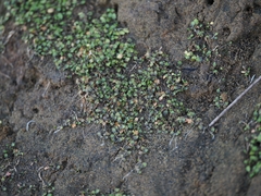Leptinella dispersa, photograph (c) Angus Campbell, some rights reserved (CC BY)