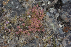 Thymus reverdattoanus