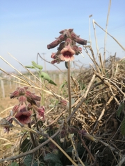 Rehmannia glutinosa