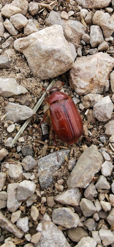 Holochelus vernus