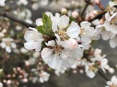 Prunus spinosa