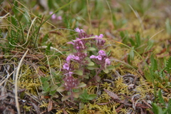 Thymus reverdattoanus