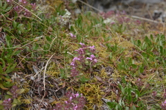 Thymus reverdattoanus