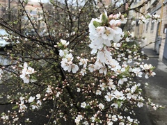 Prunus spinosa