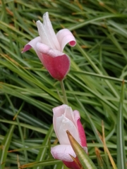 Tulipa clusiana