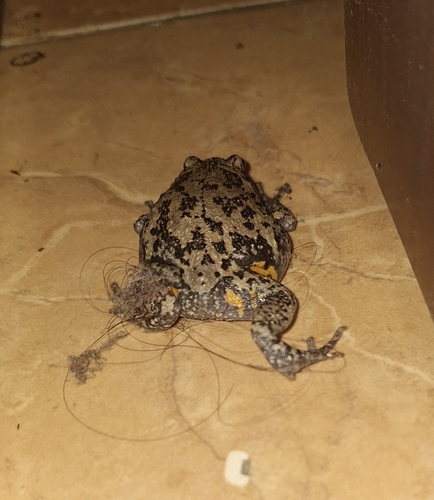 Kaloula baleata