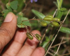 Pycnospora lutescens