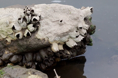 Amphibalanus eburneus