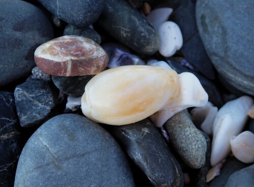 Cypraea ziczac observed 2026-05-30