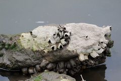 Amphibalanus eburneus